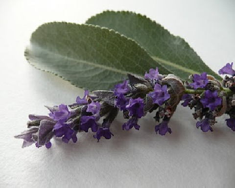sage Flowering Sage