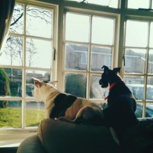 540903_10151533216099379_116667577_n