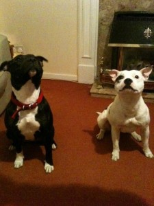 Holly and Layla called Blissfully Clean after spotting cobwebs!!