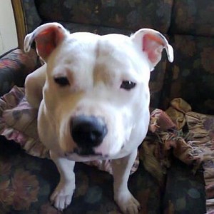 Blissfullyclean had better not move my dog basket this week or else!